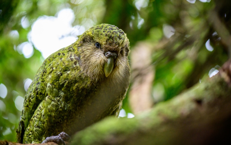 Kakapo