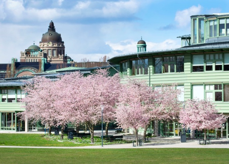 Blossoming cherry trees on campus.