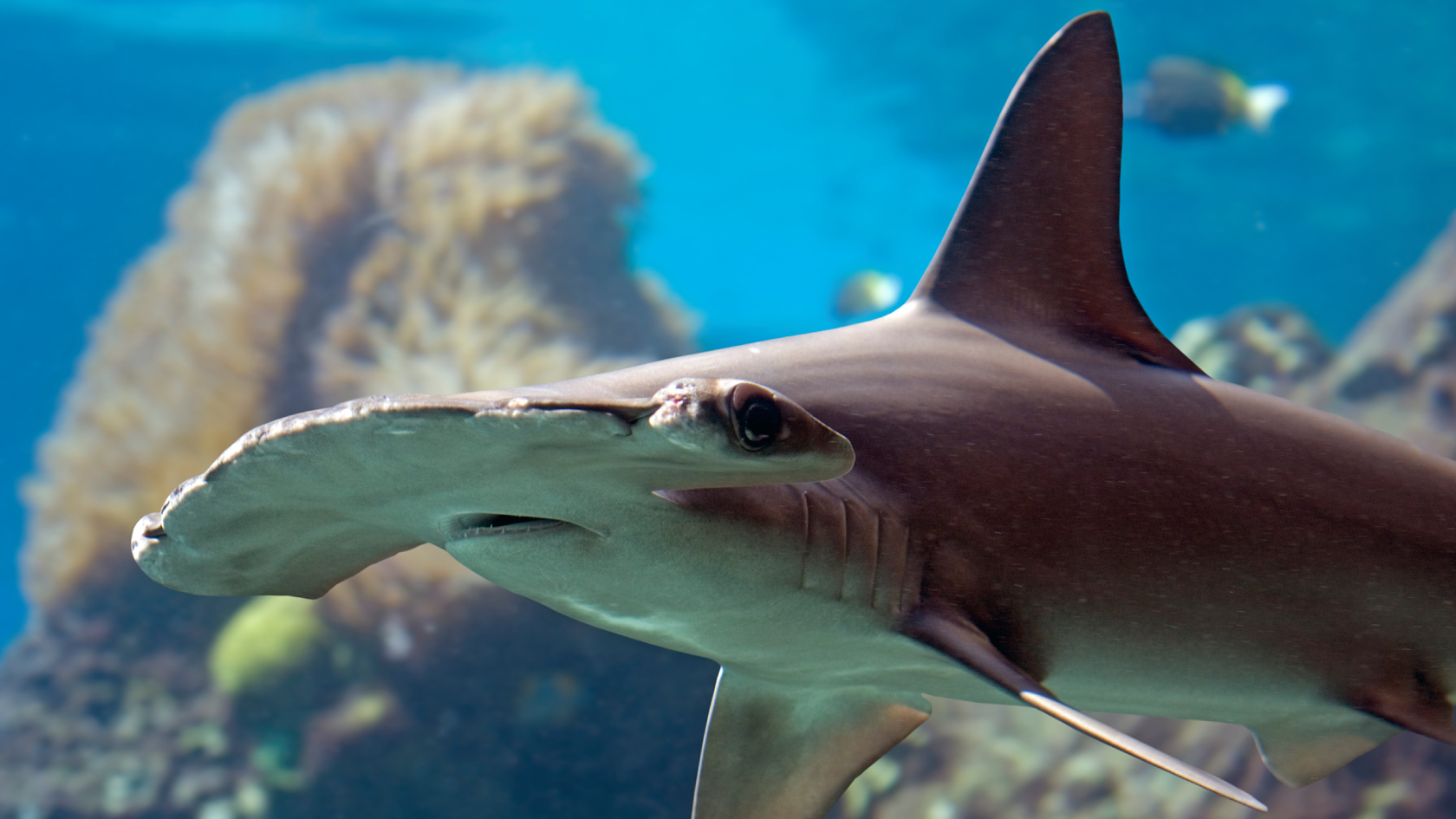 Inadequate Protection for Highly Threatened Sharks and Rays